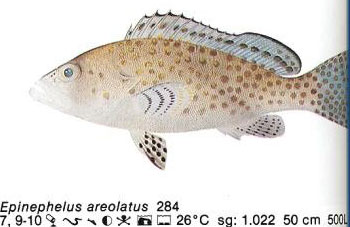 Epinephelus areolatus